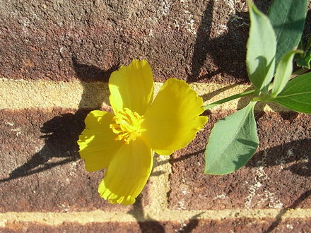 Dendromecon rigida (Dendromecon rigida)