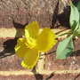 Dendromecon_rigida