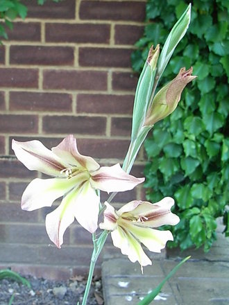 Gladiolus tristis - 1 (Gladiolus tristis)
