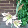 Gladiolus_tristis_-_1