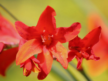 Crocosmia 'Lucifer' (Crocosmia x crocosmiiflora)