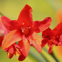 Crocosmia_r