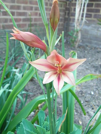 Gladiolus tristis - 2 (Gladiolus tristis)