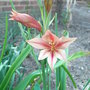 Gladiolus_tristis_-_2