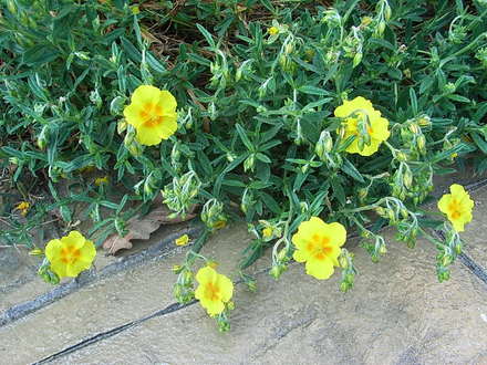 Helianthemum 'Ben Fhada' (Helianthemum)