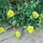 Helianthemum 'Ben Fhada' (Helianthemum)