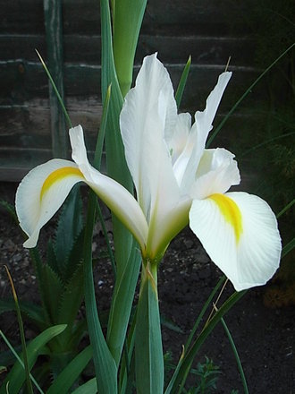 Iris xiphium (Iris xiphium)