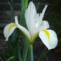 Iris_xiphium_-_spanish_iris