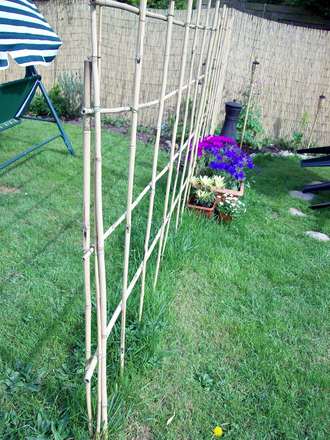Long Grass up the Trellis....