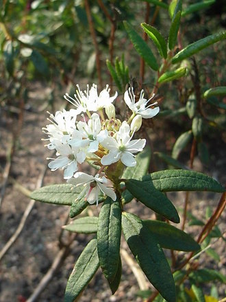 Ledum groenlandicum (Ledum groenlandicum)