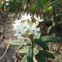 Ledum groenlandicum (Ledum groenlandicum)