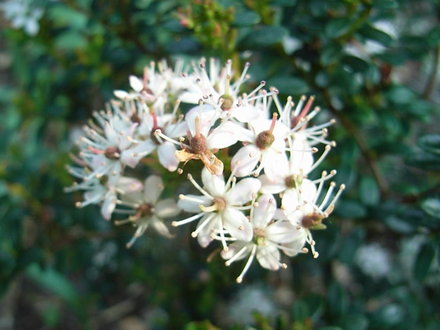 Leiophyllum buxifolium (Leiophyllum buxifolium)