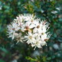 Leiophyllum_buxifolium