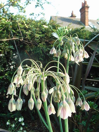 Nectaroscordium siculum (Nectaroscordium siculum)