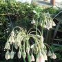 Nectaroscordium_siculum
