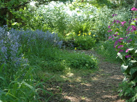 Woodland walk 2