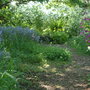 Woodland walk 2