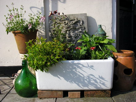 A garden flower photo