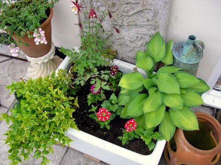 A garden flower photo