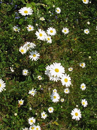 A garden flower photo