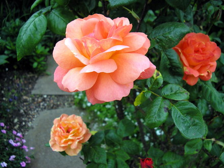 A garden flower photo