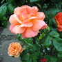 A garden flower photo