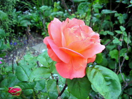 A garden flower photo