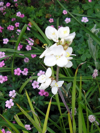A garden flower photo