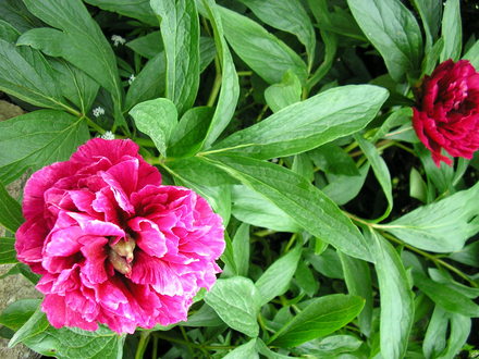 A garden flower photo