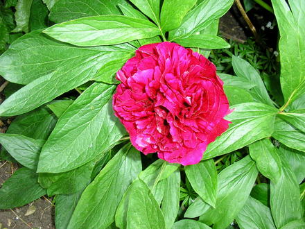 A garden flower photo