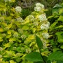 Physocarpus Darts Gold with flowers (Physocarpus opulifolius (Ninebark))
