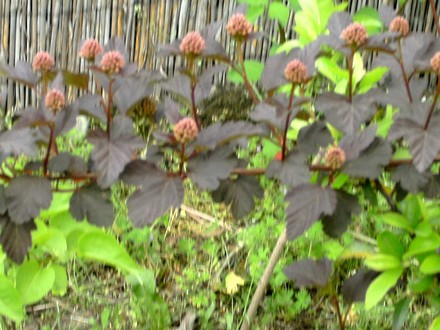 Physocarpus Diabolo with flowers coming. (Physocarpus Diabolo)