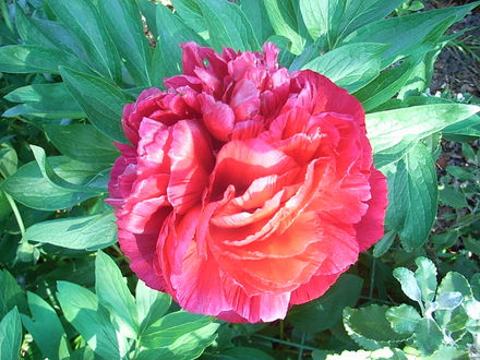 Paeonia officinalis 'Rubra Plena' (Paeonia officinalis)
