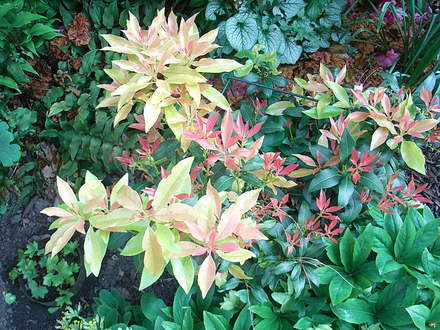 Pieris 'Firecrest' - new foliage (Pieris 'Firecrest')