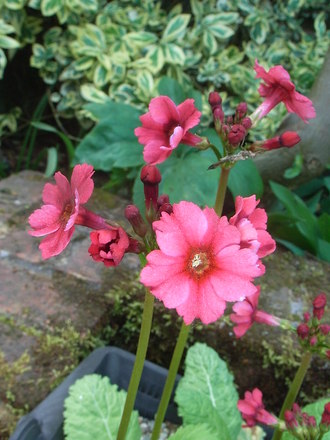 Primula beesiana (Primula beesiana)