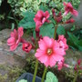 Primula_beesiana