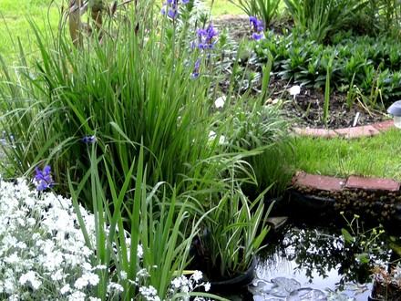 Small pond in top garden with Irises out.