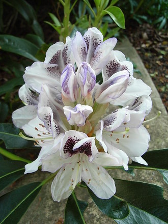 Rhododendron 'Sappho' (Rhododendron 'Sappho')