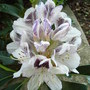 Rhododendron__sappho_