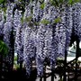 Last views of the Wisteria. It is dropping it's petals fast now. (Wisteria floribunda (Japanese Wisteria))