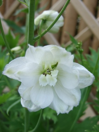 White Delphinium (Delphinium 'Galahad')