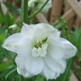 White Delphinium (Delphinium 'Galahad')
