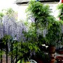 Wisteria fading on the terrace. (Wisteria floribunda (Japanese Wisteria))