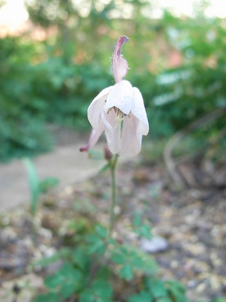 Semiaquilegia species (Semiaquilegia species)