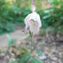 Semiaquilegia_species