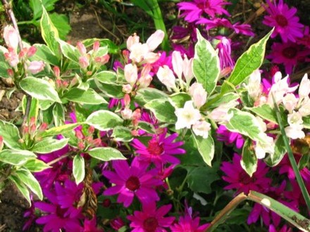 Weigela