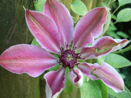 Clematis 'Nelly Moser' (Clematis 'Nelly Moser')