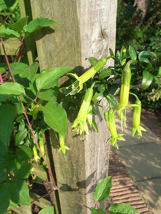Vestia foetida (Vestia foetida)