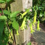 Vestia_foetida
