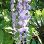 Wisteria_floribunda__macrobotrys__-_close-up
